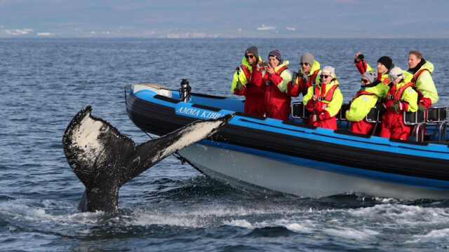 Gentle Giants – Husavik Whale Watching