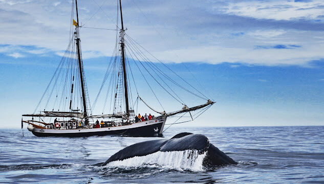 North Sailing – Húsavík Whale Watching